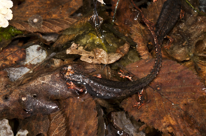 Salamandrina perspicillata in ovodeposizione